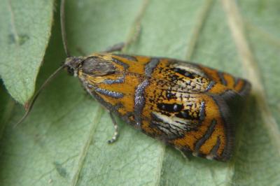 <i>Olethreutes arcuella</i>