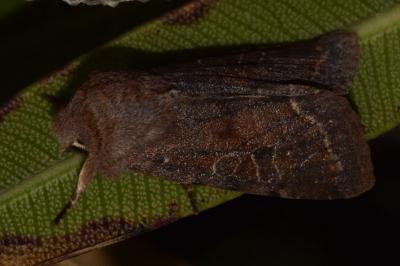 <i>Orthosia incerta</i>