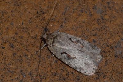 <i>Agonopterix ocellana</i>