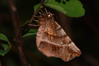 <i>Selenia dentaria</i>