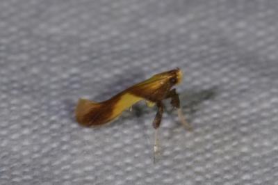 <i>Caloptilia robustella</i>