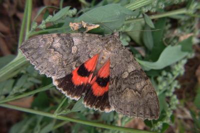 <i>Catocala nupta</i>