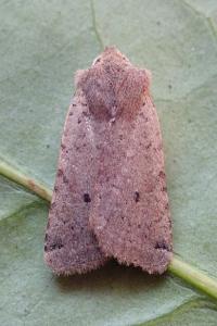 <i>Spudaea ruticilla</i>