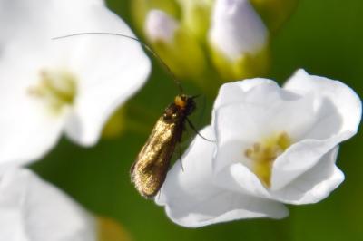 <i>Cauchas rufimitrella</i>