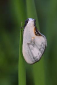 <i>Cilix glaucata</i>