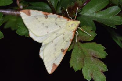 <i>Opisthograptis luteolata</i>