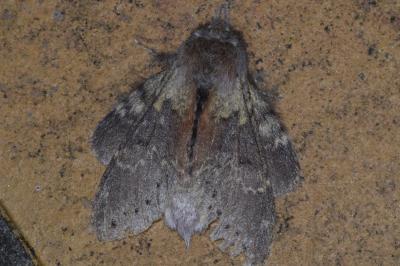 <i>Stauropus fagi</i>