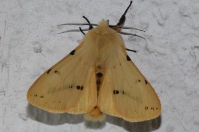 <i>Spilarctia lutea</i>