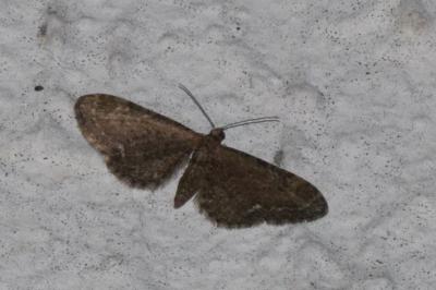 <i>Eupithecia vulgata</i>