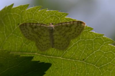 <i>Asthena albulata</i>