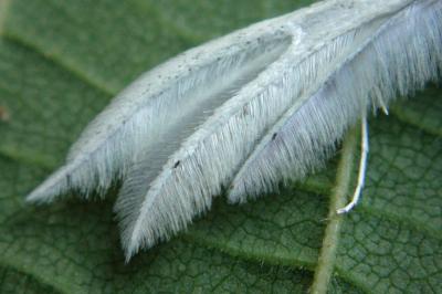 <i>Pterophorus pentadactylus</i>