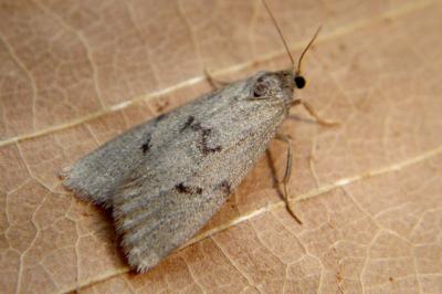<i>Apaidia mesogona</i>