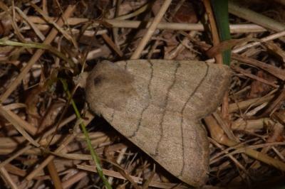 <i>Charanyca trigrammica</i>