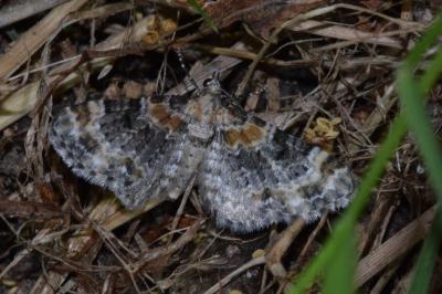 <i>Eupithecia pulchellata</i>