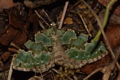 <i>Colostygia pectinataria</i>
