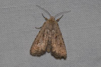 <i>Caradrina clavipalpis</i>