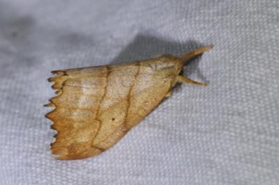 <i>Falcaria lacertinaria</i>