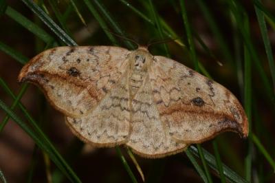 <i>Drepana falcataria</i>