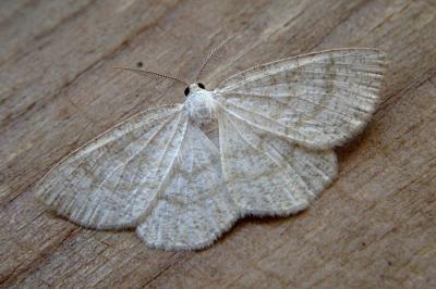 <i>Cabera exanthemata</i>