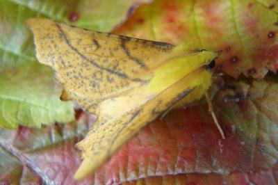 <i>Ennomos alniaria</i>