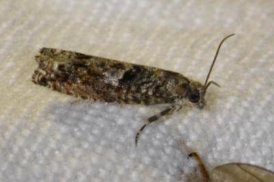 <i>Epinotia immundana</i>