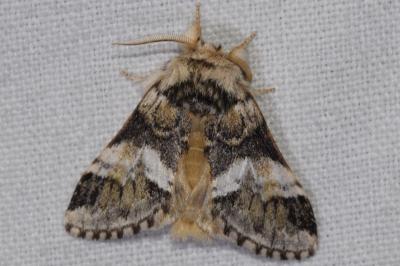 <i>Drymonia dodonaea</i>