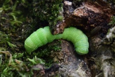 <i>Orthosia cerasi</i>