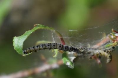 <i>Yponomeuta padella</i>