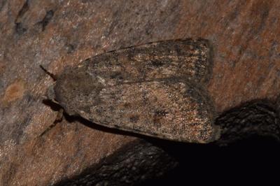 <i>Caradrina clavipalpis</i>