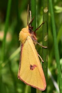 <i>Diacrisia sannio</i>
