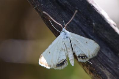 <i>Cataclysta lemnata</i>