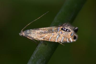 <i>Glyphipterix thrasonella</i>