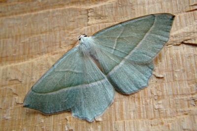 <i>Campaea margaritaria</i>