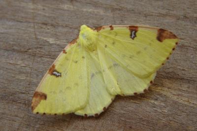 <i>Opisthograptis luteolata</i>