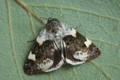 <i>Acontia lucida</i>