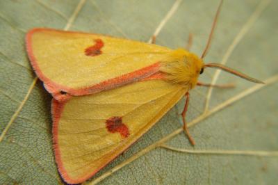 <i>Diacrisia sannio</i>