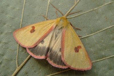 <i>Diacrisia sannio</i>