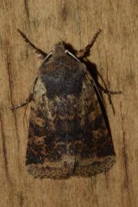 <i>Spudaea ruticilla</i>
