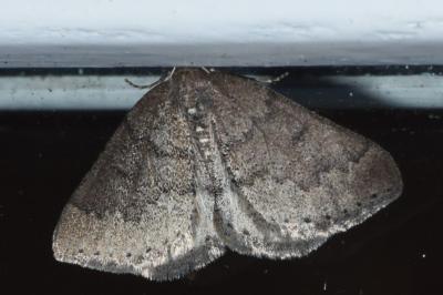 <i>Aleucis distinctata</i>