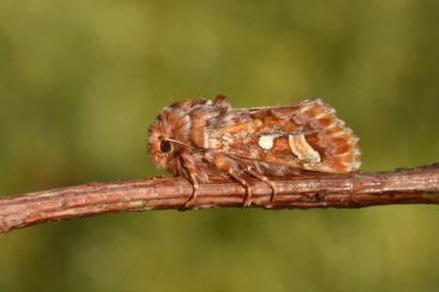 <i>Panolis flammea</i>