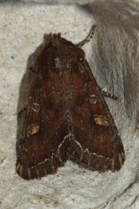 <i>Lacanobia oleracea</i>
