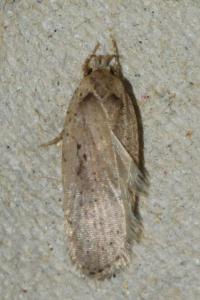 <i>Agonopterix yeatiana</i>