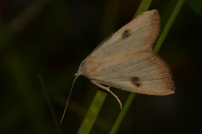<i>Rivula sericealis</i>