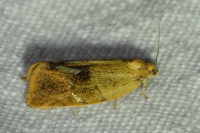 <i>Ptycholoma lecheana</i>