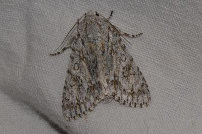 <i>Acronicta aceris</i>