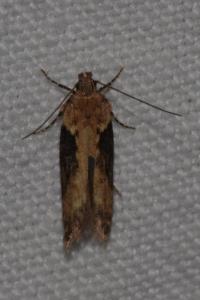 <i>Scrobipalpa costella</i>
