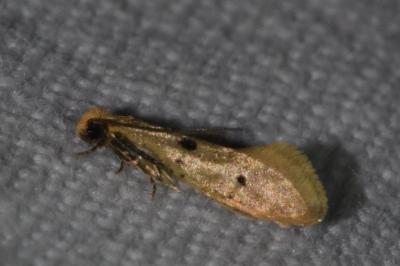 <i>Tinea trinotella</i>
