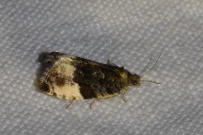<i>Hedya pruniana</i>