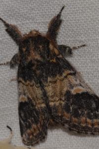 <i>Notodonta tritophus</i>