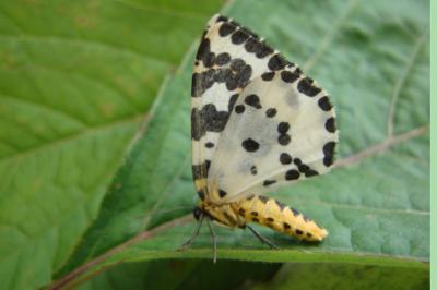 <i>Abraxas grossulariata</i>